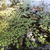 Spirodela punctata (G.Mey.) C.H.Thomps.
